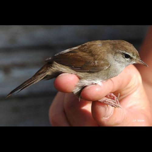 <i>Cettia cetti</i> (Temminck, 1820) © J.P. Siblet