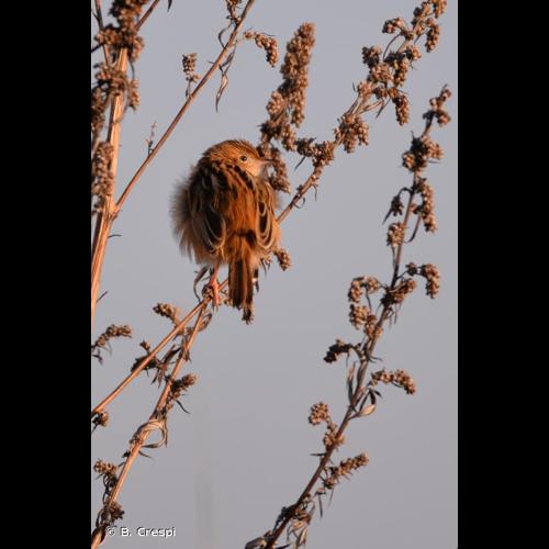 <i>Cisticola juncidis</i> (Rafinesque, 1810) &copy; B. Crespi