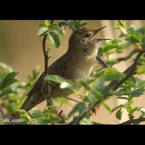<i>Locustella naevia</i> (Boddaert, 1783) © J. LAIGNEL