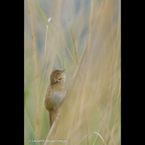 <i>Locustella luscinioides</i> (Savi, 1824) &copy; Laurent Rouschmeyer
