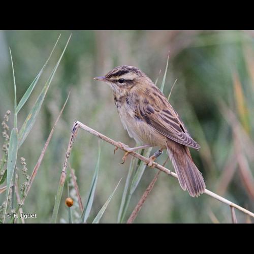 <i>Acrocephalus schoenobaenus</i> (Linnaeus, 1758) © F. Jiguet