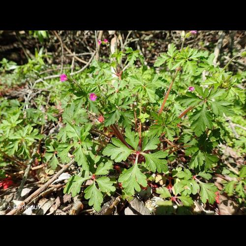 <i>Geranium purpureum</i> Vill., 1786 © H. TINGUY