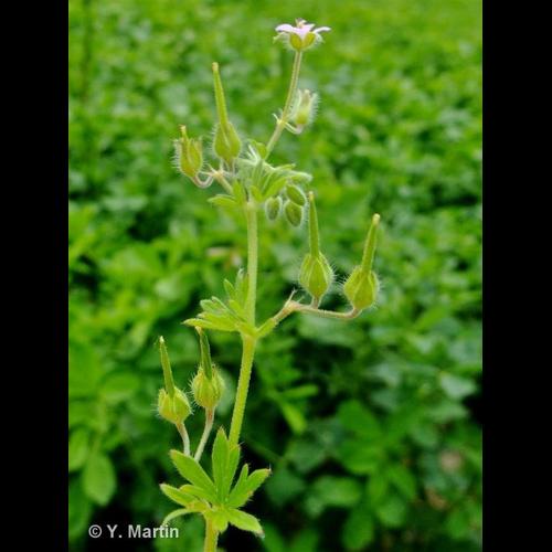 <i>Geranium pusillum</i> L., 1759 © NULL
