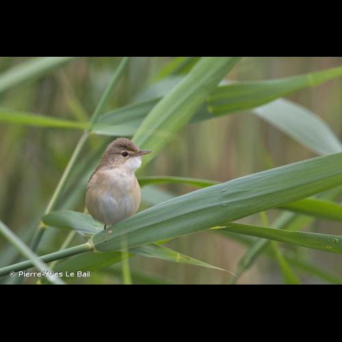<i>Acrocephalus scirpaceus</i> (Hermann, 1804) &copy; Pierre-Yves Le Bail