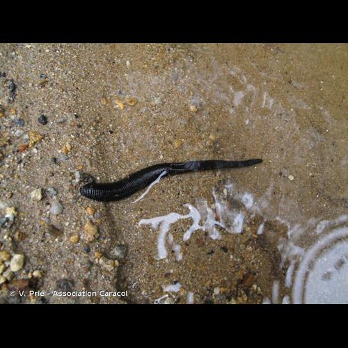 <i>Haemopis sanguisuga</i> (Linnaeus, 1758) &copy; V. Prié - Association Caracol