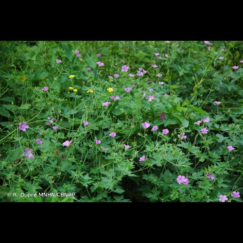 <i>Geranium </i>x<i> oxonianum</i> Yeo, 1985 &copy; R. Dupré MNHN/CBNBP