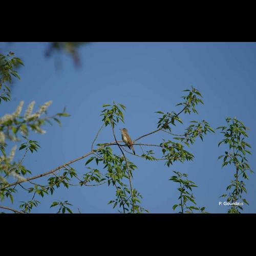<i>Acrocephalus arundinaceus</i> (Linnaeus, 1758) &copy; P. Gourdain
