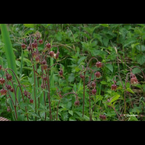 <i>Geum rivale</i> L., 1753 © P. Gourdain