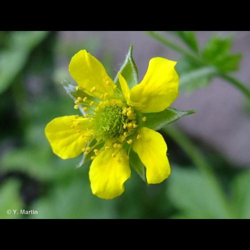 <i>Geum urbanum</i> L., 1753 © NULL