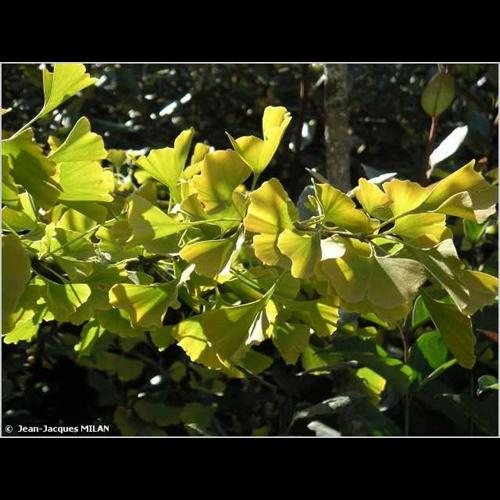 <i>Ginkgo biloba</i> L., 1771 © J.-J. Milan