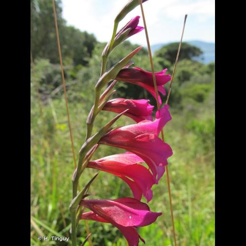 <i>Gladiolus dubius</i> Guss., 1832 © H. Tinguy
