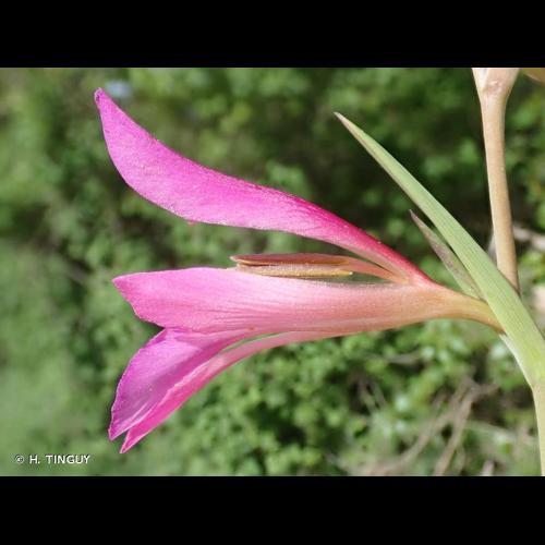 <i>Gladiolus italicus</i> Mill., 1768 © H. TINGUY