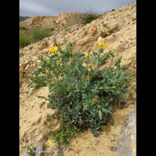 <i>Glaucium flavum</i> Crantz, 1763 © P. Rouveyrol