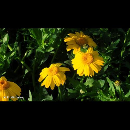 <i>Glebionis segetum</i> (L.) Fourr., 1869 &copy; F. Michalke