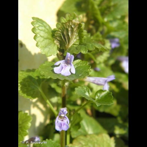 <i>Glechoma hederacea</i> L., 1753 &copy; P. Rouveyrol