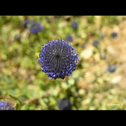 <i>Globularia alypum</i> L., 1753 © P. Gourdain