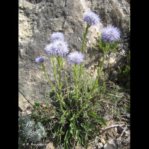 <i>Globularia bisnagarica</i> L., 1753 © P. Rouveyrol