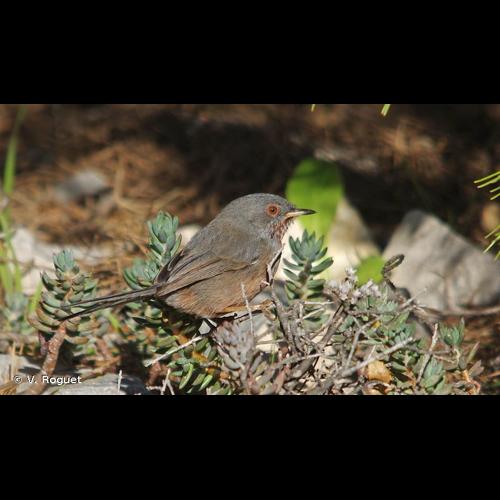 <i>Sylvia undata</i> (Boddaert, 1783) © V. Roguet