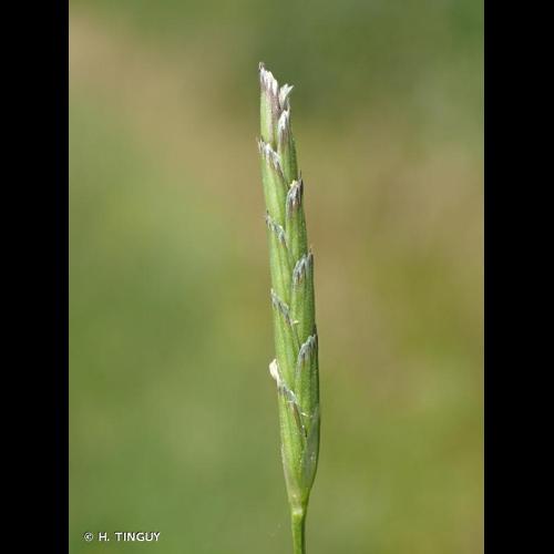 <i>Glyceria declinata</i> Bréb., 1859 © H. TINGUY