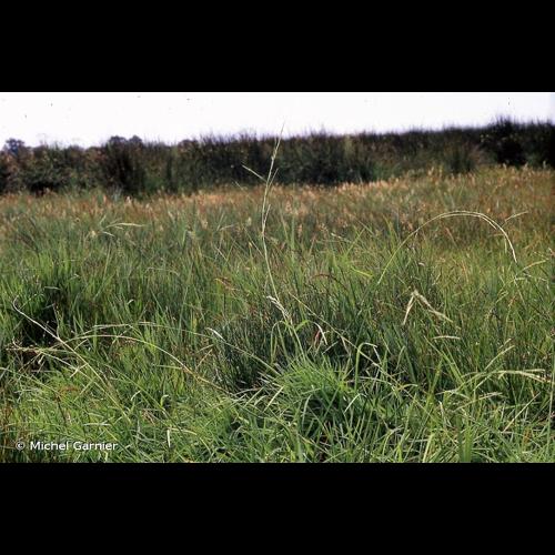 <i>Glyceria fluitans</i> (L.) R.Br., 1810 &copy; Michel Garnier