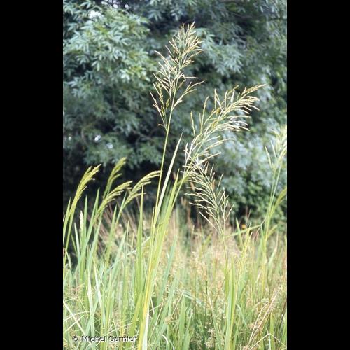 <i>Glyceria maxima</i> (Hartm.) Holmb., 1919 &copy; Michel Garnier