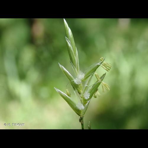<i>Glyceria notata</i> Chevall., 1827 &copy; H. TINGUY