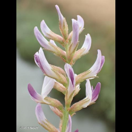 <i>Glycyrrhiza glabra</i> L., 1753 © H. TINGUY