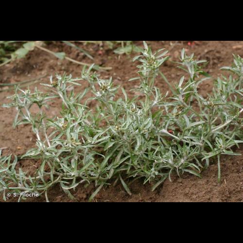 <i>Gnaphalium uliginosum</i> L., 1753 &copy; S. Filoche