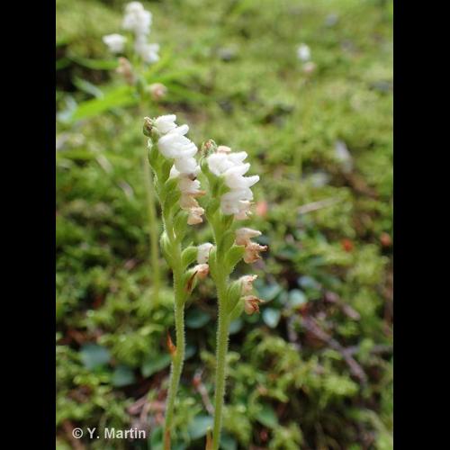 <i>Goodyera repens</i> (L.) R.Br., 1813 © NULL