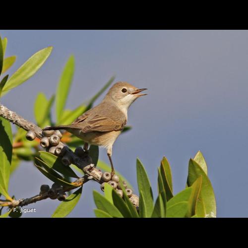 <i>Sylvia cantillans</i> (Pallas, 1764) © F. Jiguet