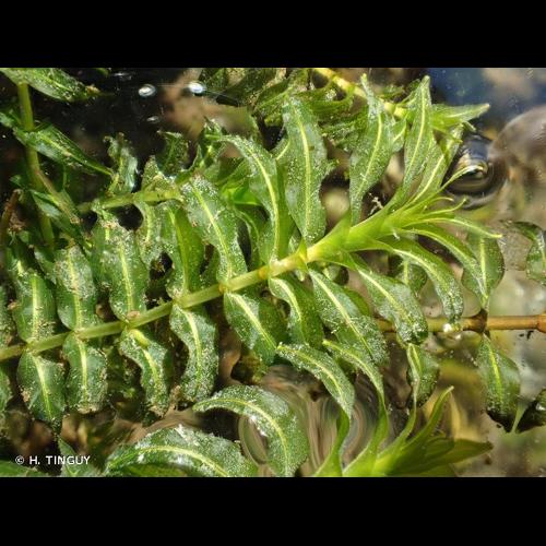 <i>Groenlandia densa</i> (L.) Fourr., 1869 &copy; H. TINGUY