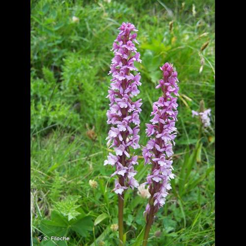 <i>Gymnadenia conopsea</i> (L.) R.Br., 1813 © S. Filoche