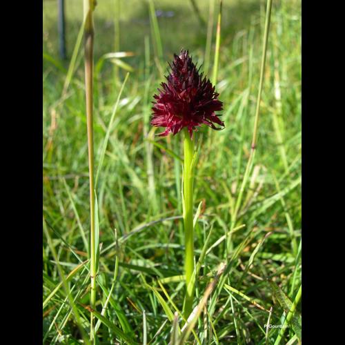 <i>Gymnadenia nigra</i> (L.) Rchb.f., 1856 © P. Gourdain