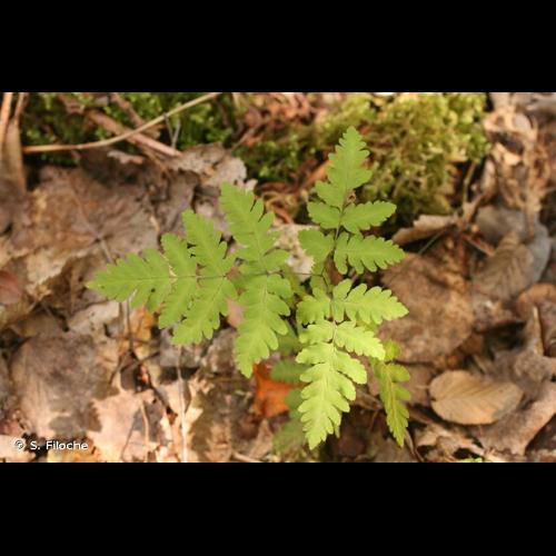 <i>Gymnocarpium dryopteris</i> (L.) Newman, 1851 © S. Filoche