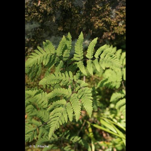 <i>Gymnocarpium robertianum</i> (Hoffm.) Newman, 1851 © S. Filoche