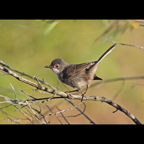 <i>Sylvia melanocephala</i> (Gmelin, 1789) © F. Jiguet