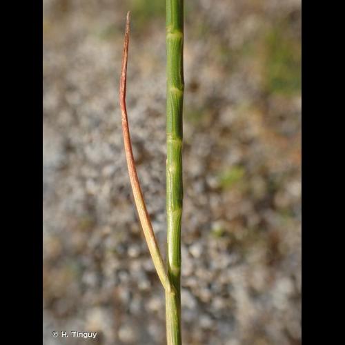 <i>Hainardia cylindrica</i> (Willd.) Greuter, 1967 &copy; H. Tinguy