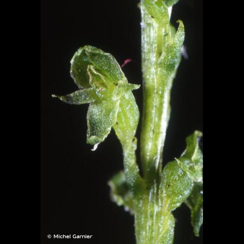 <i>Hammarbya paludosa</i> (L.) Kuntze, 1891 &copy; Michel Garnier