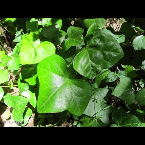 <i>Hedera hibernica</i> (G.Kirchn.) Bean, 1914 © H. Tinguy