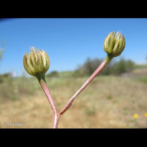 <i>Hedypnois rhagadioloides</i> (L.) F.W.Schmidt, 1795 © H. Tinguy