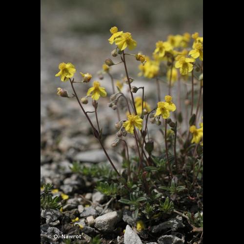 <i>Helianthemum oelandicum </i>var.<i> canescens</i> (Hartm.) Fr., 1824 © O. Nawrot