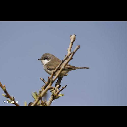 <i>Sylvia curruca</i> (Linnaeus, 1758) &copy; S. Siblet