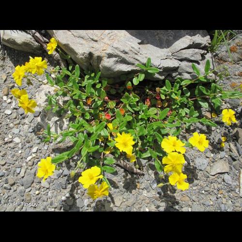 <i>Helianthemum nummularium</i> (L.) Mill., 1768 &copy; H. Tinguy
