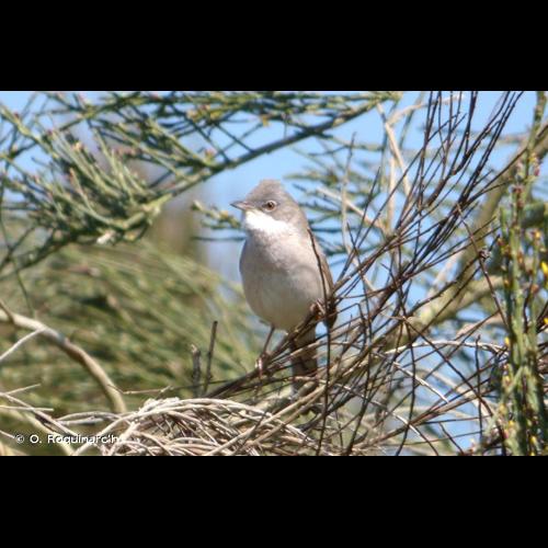 <i>Sylvia communis</i> Latham, 1787 &copy; O. Roquinarc'h