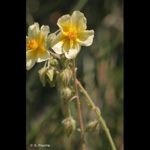 <i>Helianthemum </i>x<i> sulphureum</i> Willd. ex Schltdl., 1813 © S. Filoche