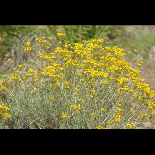 <i>Helichrysum italicum</i> (Roth) G.Don, 1830 © P. Gourdain