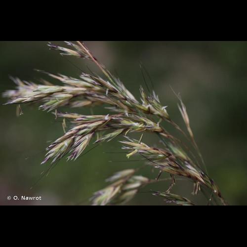 <i>Helictotrichon sedenense</i> (Clarion ex DC.) Holub, 1970 © O. Nawrot