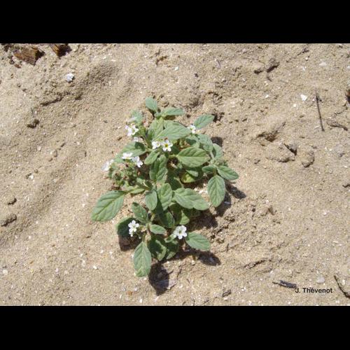 <i>Heliotropium europaeum</i> L., 1753 &copy; J. Thévenot