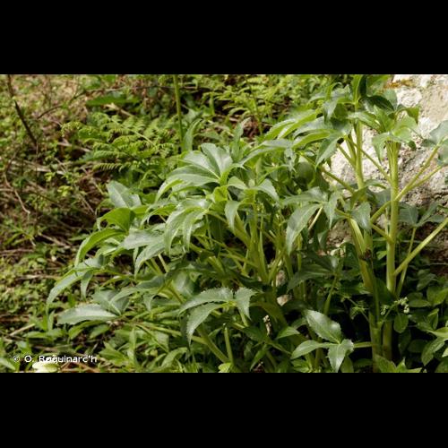 <i>Helleborus argutifolius</i> Viv., 1824 © O. Roquinarc'h