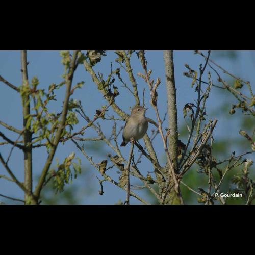 <i>Sylvia borin</i> (Boddaert, 1783) &copy; P. Gourdain